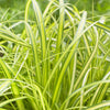 Carex oshimensis 'Eversheen' PP25938 ~ Evercolor® Eversheen Variegated Sedge