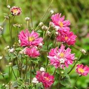 Anemone hupehensis var. japonica 'Prince Henry' ~ Prince Henry Anemone