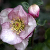 Helleborus x lemperii 'Liara' ~ Liara Lenten Rose