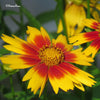 Coreopsis 'Baluptgonz' ~ Uptick™ Gold & Bronze Tickseed
