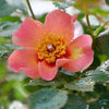 Rosa x 'ChewEyesUp' ~ Ringo All-Star™ Rose