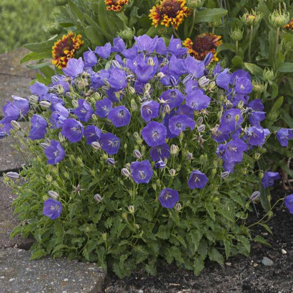 Campanula carpatica 'Pearl Deep Blue' ~ Pearl Deep Blue Bellflower