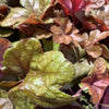 Heucherella 'Buttered Rum' ~ Buttered Rum Foamy Bells