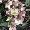 Helleborus x ericsmithii 'BLT02' ~ Angel Glow® Lenten Rose