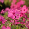 Phlox subulata 'Crimson Beauty' ~ Crimson Beauty Creeping Phlox