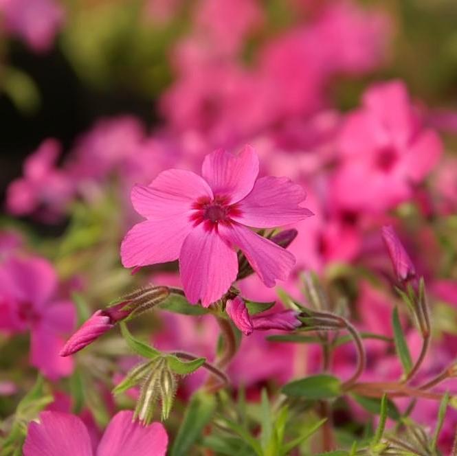 Phlox subulata 'Crimson Beauty' ~ Crimson Beauty Creeping Phlox