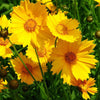 Coreopsis grandiflora ~ Large Flowered Coreopsis