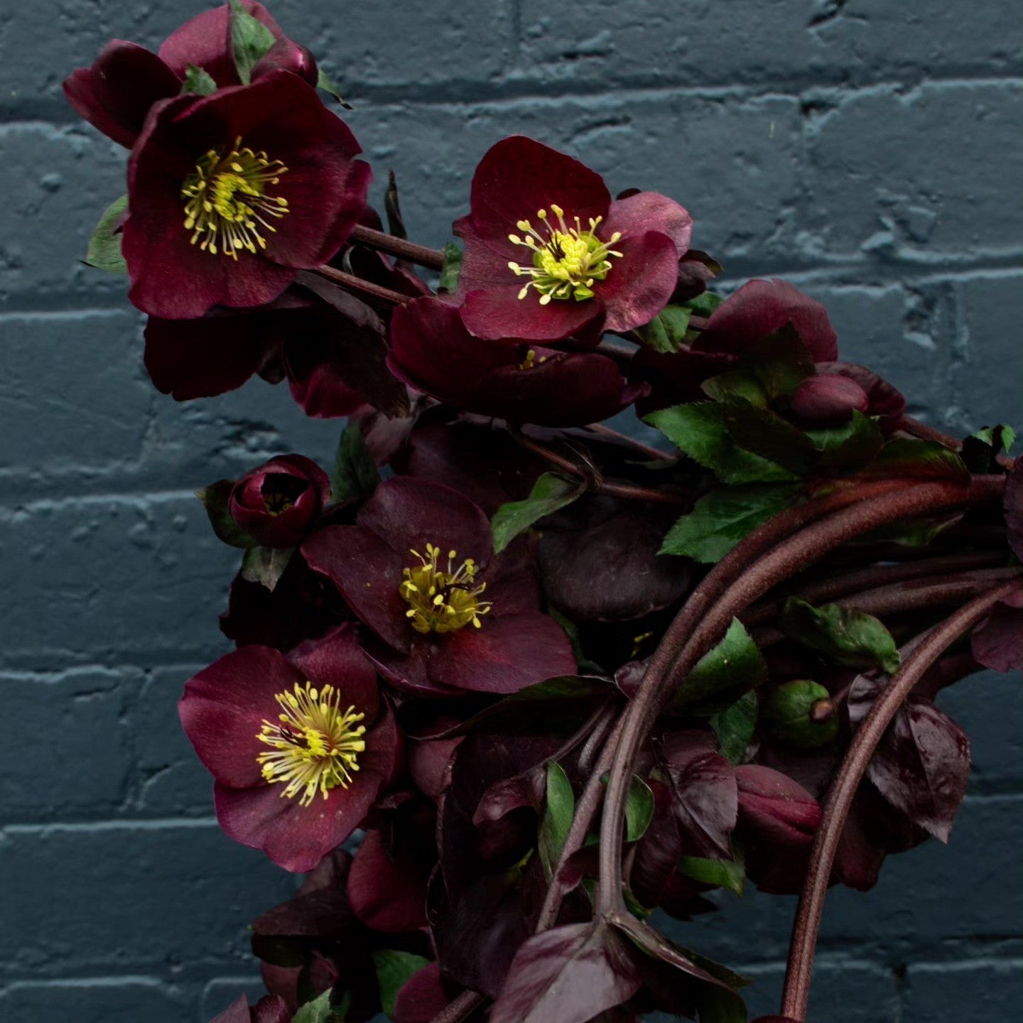 Helleborus x glandorfensis 'Coseh6000' ~ HGC® Ice N' Roses Barolo Lenten Rose
