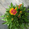 Coreopsis 'Baluptgonz' ~ Uptick™ Gold & Bronze Tickseed