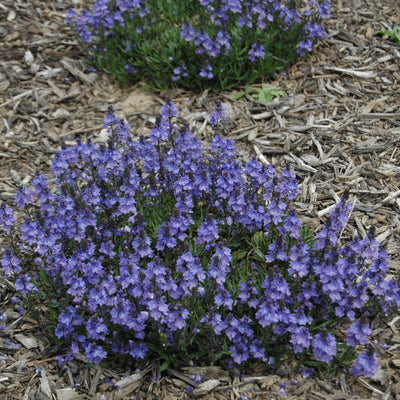Veronica 'Blue Yonder' PP#27284 ~ Blue Yonder Speedwell