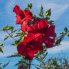 Hibiscus 'Lord Baltimore' ~ Lord Baltimore Hibiscus