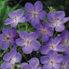 Geranium 'Johnson's Blue' ~ Johnson's Blue Cranesbill