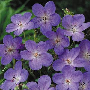 Geranium 'Johnson's Blue' ~ Johnson's Blue Cranesbill