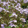 Veronica 'Waterperry Blue' ~ Waterperry Blue Veronica