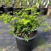 Adiantum x mariesii ~ Hardy Maidenhair Fern