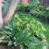 Hosta x 'Victory' ~ Victory Hosta