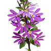 Scaevola 'Surdiva Purple' ~ SURDIVA® Purple Fan Flower