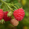 Rubus idaeus 'Meeker' ~ Meeker Raspberry