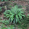 Struthiopteris spicant ~ Deer Fern, Hard Fern
