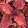 Solenostemon scutellarioides 'Main Street Wall Street' ~ Main Street Wall Street™ Coleus