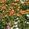 Delosperma nubigenum 'W1813' ~ WOW® Hot Orange Ice Plant