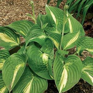 Hosta 'Ann Kulpa' ~ Ann Kulpa Hosta