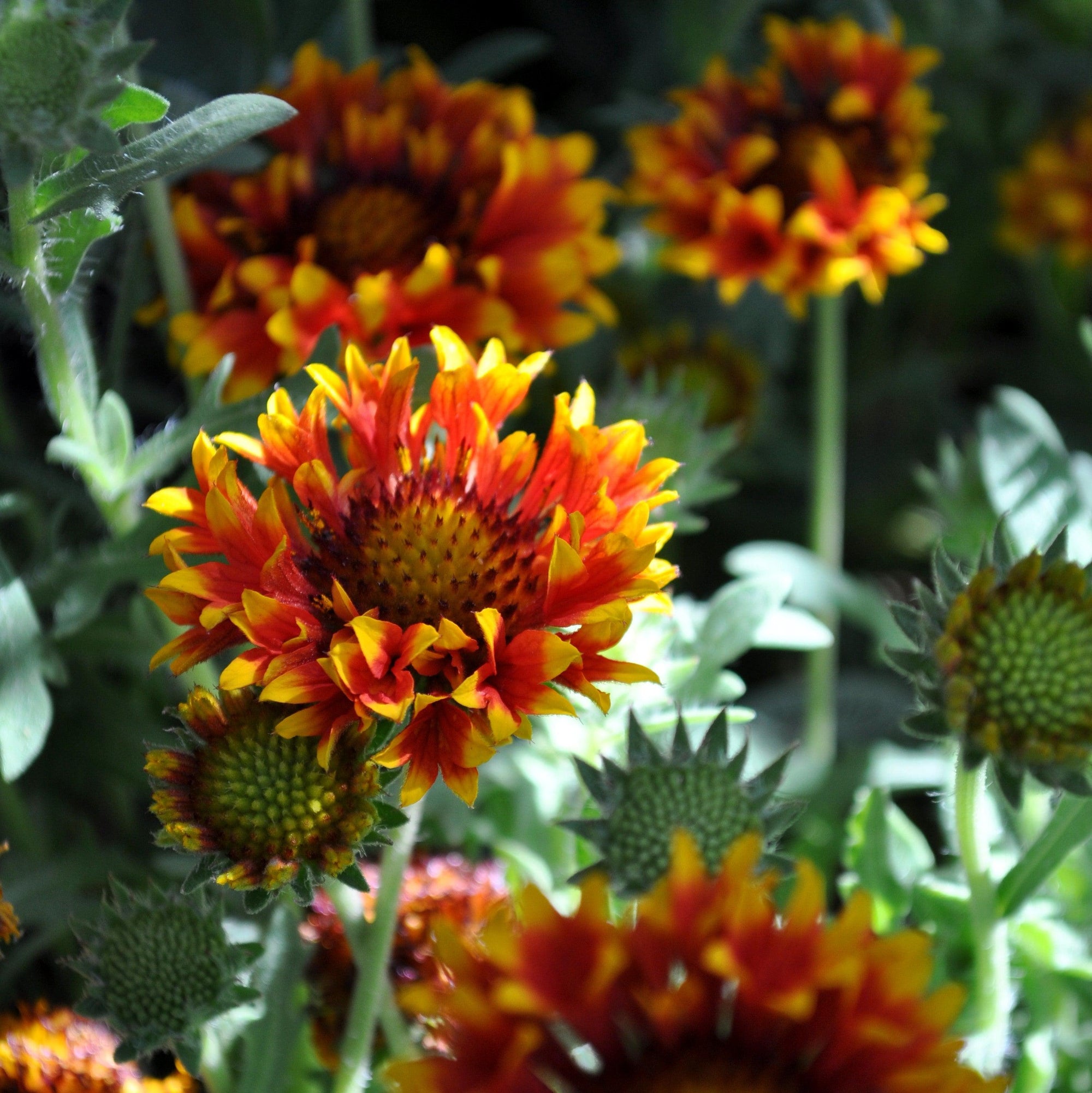 Gaillardia 'Copper Sun' ~ Spintop™ Copper Sun Blanket Flower