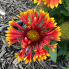 Gaillardia 'Copper Sun' ~ Spintop™ Copper Sun Blanket Flower
