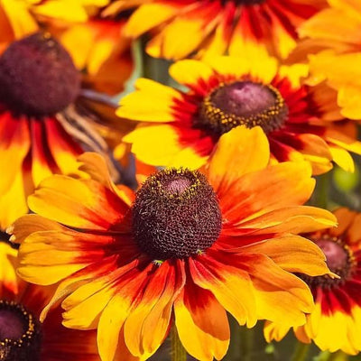 Rudbeckia hirta ‘Denver Daisy’ ~ Denver Daisy Gloriosa Daisy