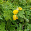 Stylophorum diphyllum ~ Celandine Poppy