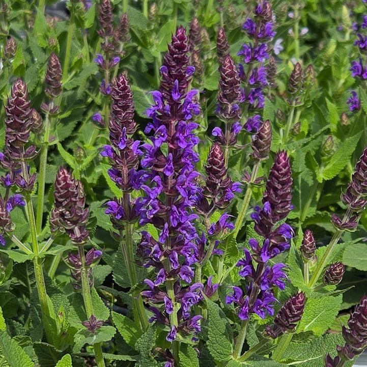 Salvia 'Violet Riot' ~ Color Spires® Violet Riot Salvia