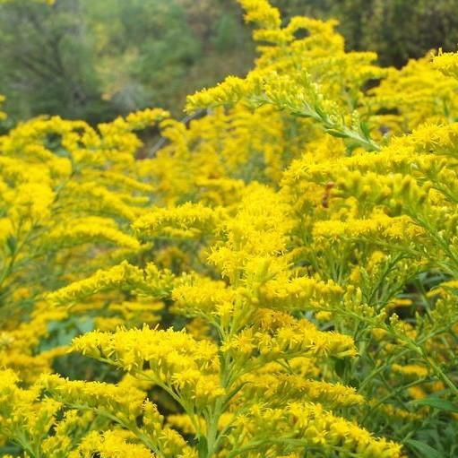 Solidago shortii 'Solar Cascade' ~ Solar Cascade Short Goldenrod
