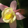 Aquilegia caerulea 'Swan Pink & Yellow' ~ Swan™ Pink & Yellow Columbine