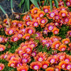 Delosperma hybrida 'P0001S' ~ Fire Spinner® Ice Plant