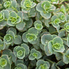 Sedum sieboldii ~ October Daphne Stonecrop