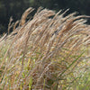 Andropogon virginicus ~ Broomsedge, Yellow Bluestem