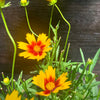 Coreopsis 'Baluptgonz' ~ Uptick™ Gold & Bronze Tickseed