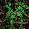 Adiantum x mariesii ~ Hardy Maidenhair Fern