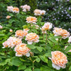 Rosa 'Ausbrass' ~ The Lady Gardener® Rose