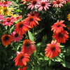 Echinacea 'Orange Skipper' ~ Butterfly™ Orange Skipper Echinacea, Coneflower