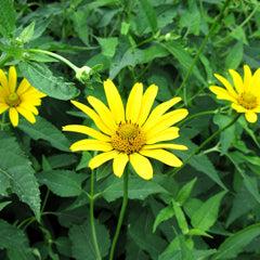 Heliopsis helianthoides 'Ox Eye' ~ Ox Eye False Sunflower