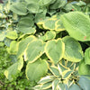 Hosta x 'Victory' ~ Victory Hosta