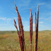Andropogon gerardii 'Red October' ~ Red October Big Bluestem