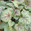 Heuchera americana 'Green Spice' ~ Green Spice Coral Bells