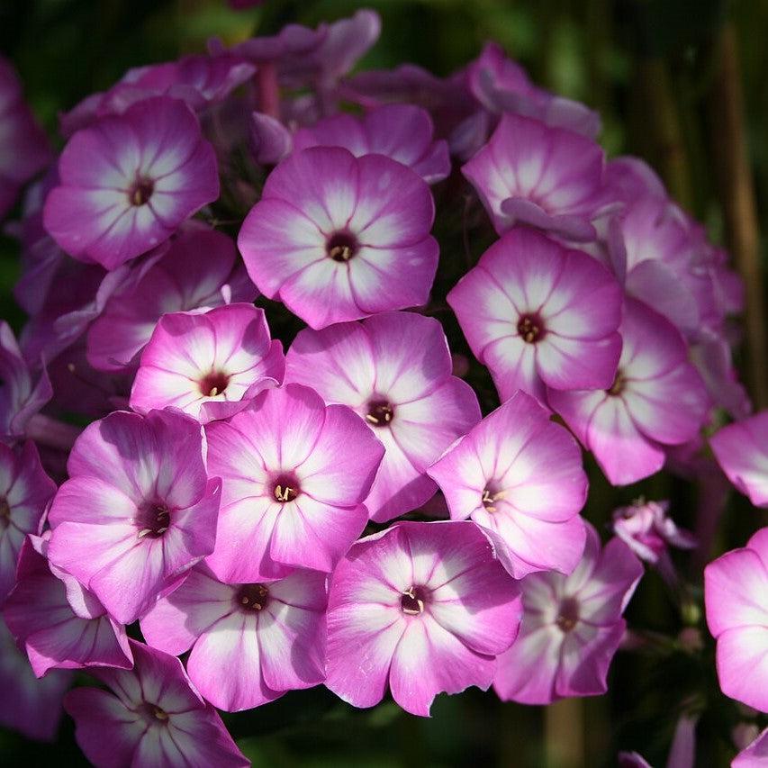 Phlox paniculata 'Barthirtythree' ~ Flame™ Purple Eye Phlox