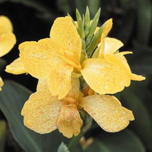 Canna 'Tropical Yellow' ~ Tropical Yellow Canna Lily