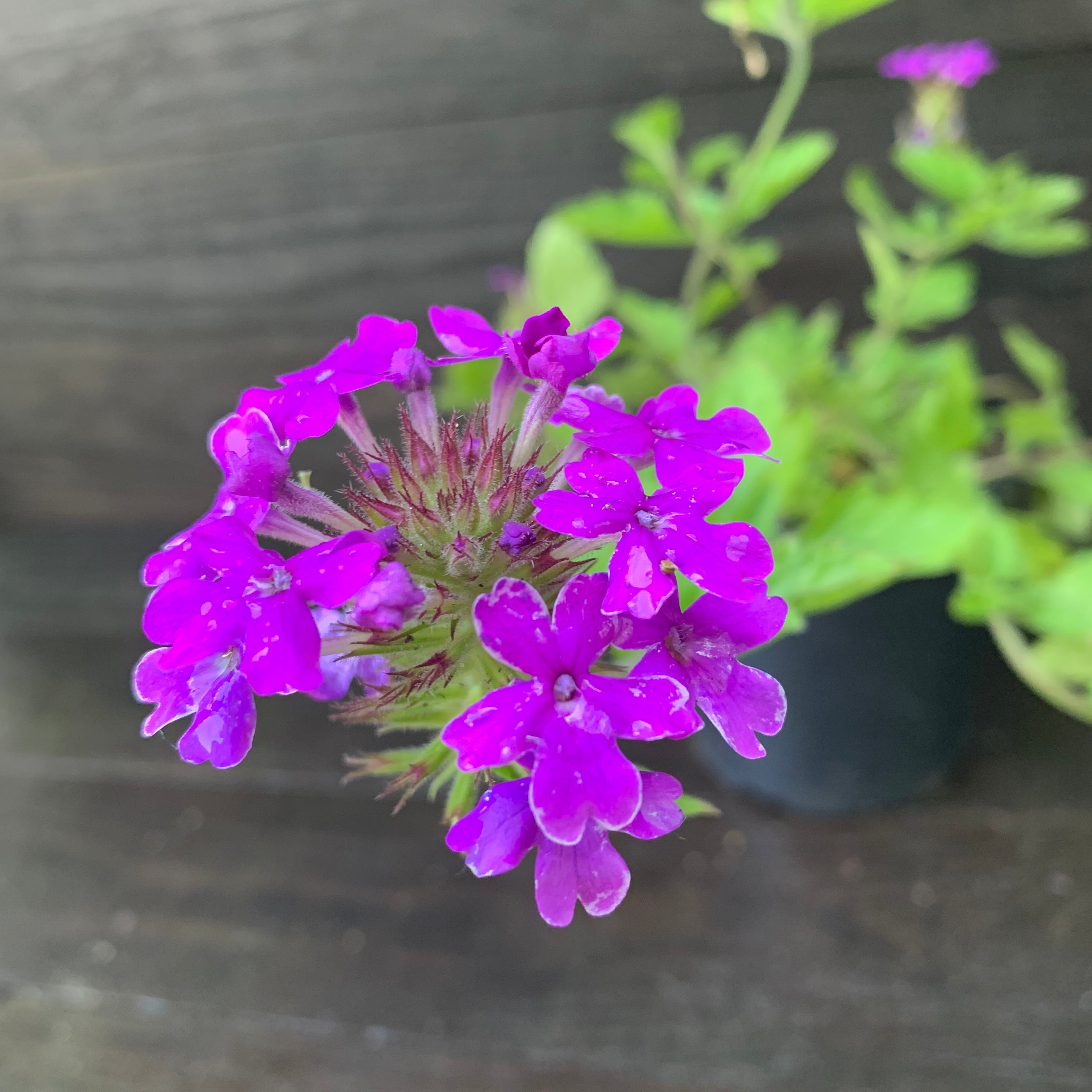 Verbena canadensis 'Homestead Purple' ~ Purple Spreader™ Garden
