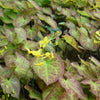 Epimedium versicolor 'Sulphureum' ~ Sulphureum Bishop's Hat