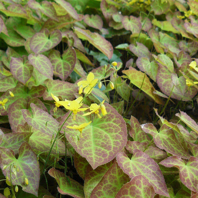 Epimedium versicolor 'Sulphureum' ~ Sulphureum Bishop's Hat