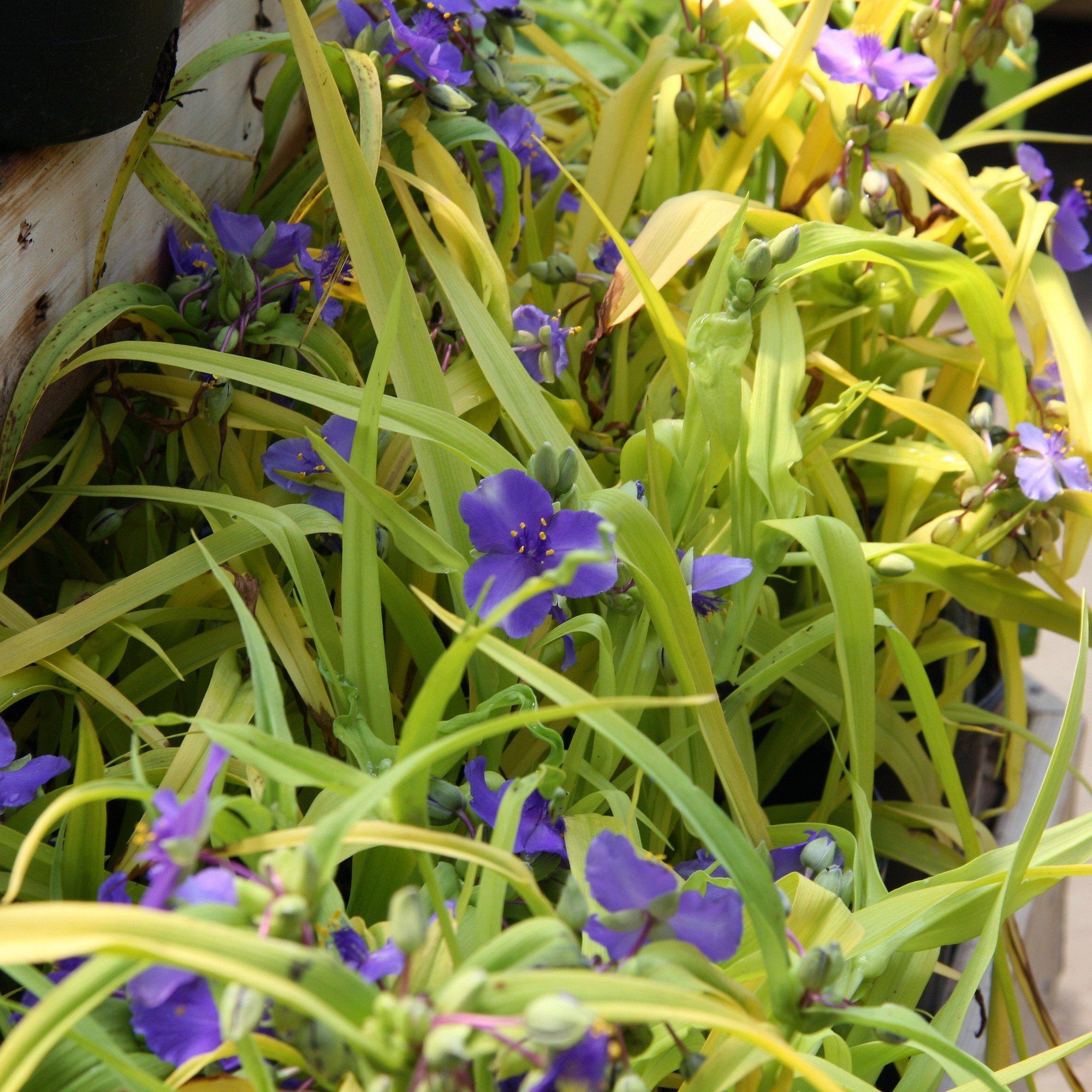 Tradescantia 'Sweet Kate' ~ Sweet Kate Spiderwort